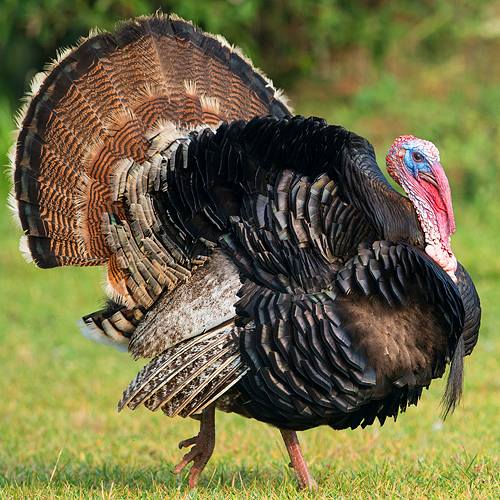 Thanksgiving holiday songs