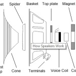 Speaker Damage Anatomy